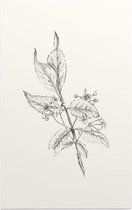 Kardinaalsmuts zwart-wit Schets (Spindle Tree) - Foto op Forex - 100 x 150 cm