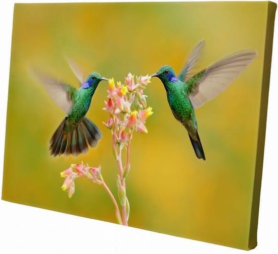Kolibri | 30  x 20 CM | Wanddecoratie | Dieren op canvas | Schilderij | Canvasdoek | Schilderij op canvas
