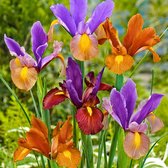 40x Iris hollandica 'Tiger' - Mix Hollandse Irissen - Gemengde kleuren - 40 bloembollen Ø 6-7cm