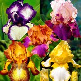 5x Iris Germanica 'Vibrant' - Baardiris - Gemengde kleuren - Kale wortels - 5 stuks