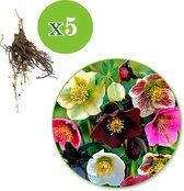 5x Helleborus orientalis - Kerstroos - Gemengde kleuren - Kale wortels - 5 stuks