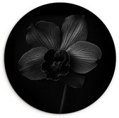 WallCircle® Cercle mural 60x60 cm - Cercle mural Zwart - Bloem - Orchidée - Décoration murale salon - Décoration murale chambre - Accessoires de décoration de chambre - Tableaux ronds