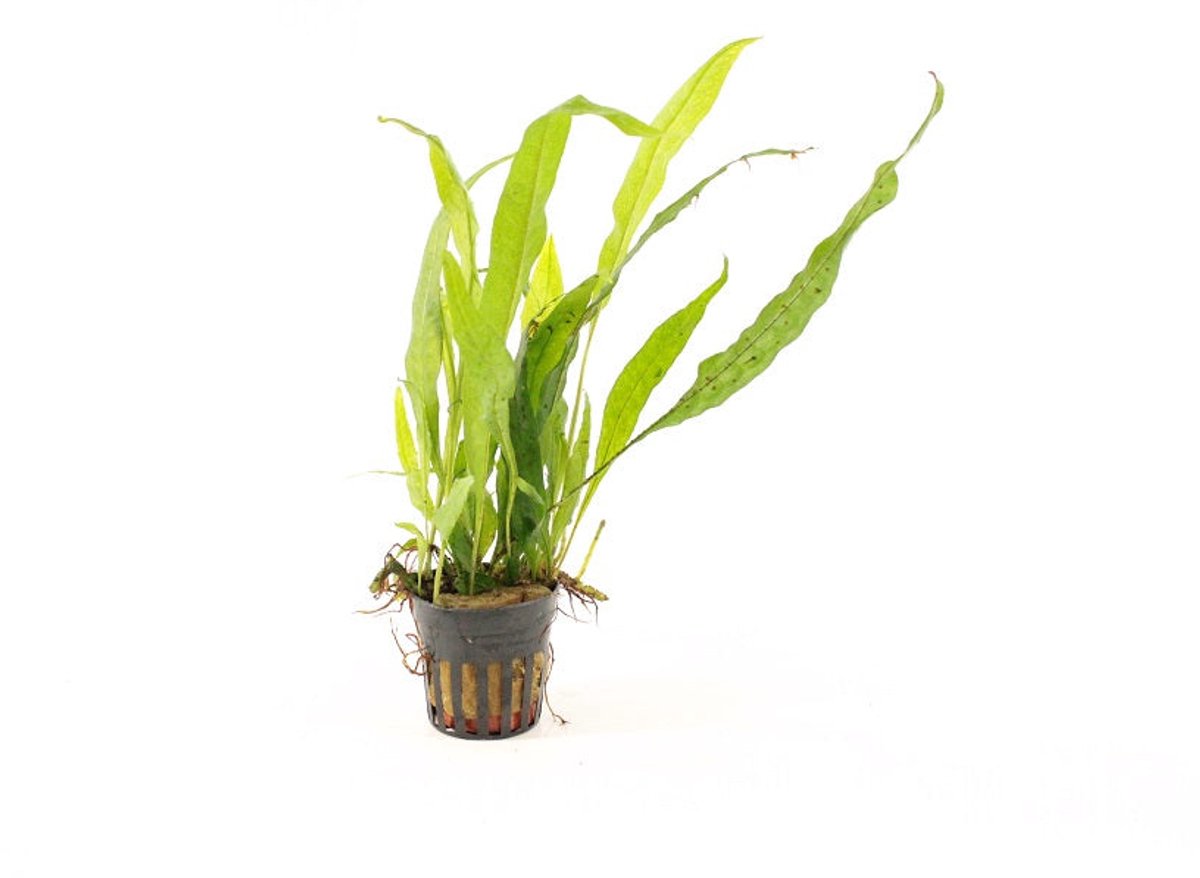 Moerings Microsorum Narrow Leaf | Javavaren | in 5 cm pot