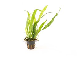 Moerings Microsorum Narrow Leaf | Javavaren | in 5 cm pot