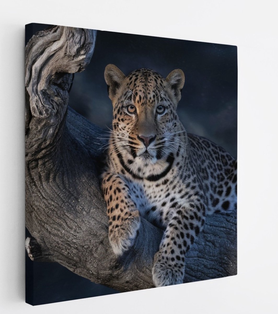 Saammp Canvas Schilderij - Luipaard op boom - Natuur - Dieren - 20x20 - Foto op canvas - Wanddecoratie - Muurdecoratie Woonkamer - Slaapkamer decoratie - Canvas Print Multicolor