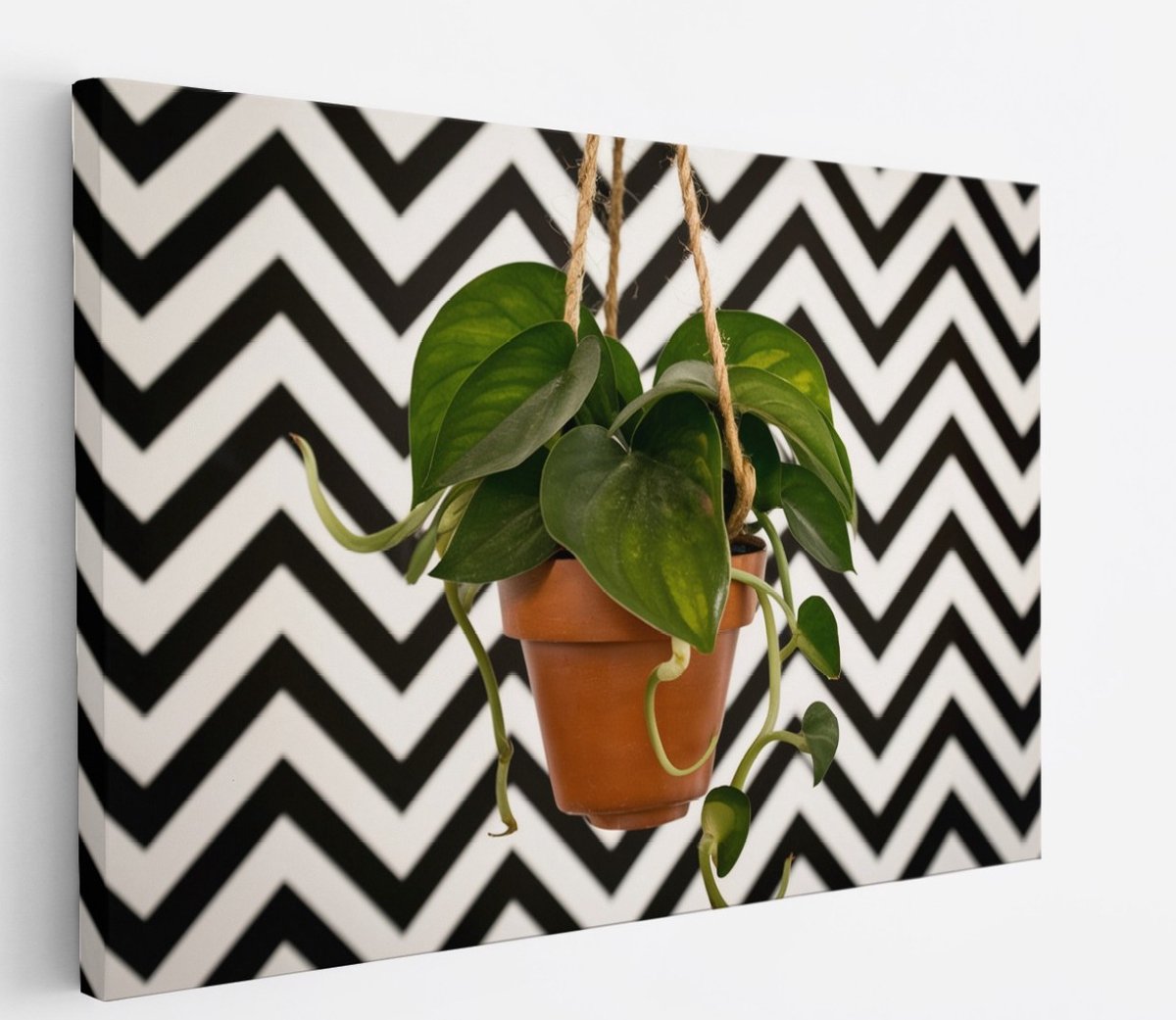 Saammp Canvas Schilderij - Hartvormige Bladplant in Pot - Natuur - Abstract - 60x40 - Foto op canvas - Wanddecoratie - Muurdecoratie Woonkamer - Kantoor Decoratie Multicolor