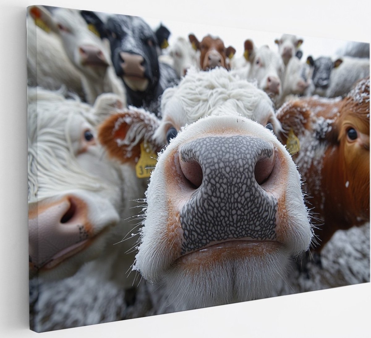 Saammp Canvas Schilderij - Grappige Koeien - Natuur - Dieren - 30x20 - Foto op canvas - Wanddecoratie - Muurdecoratie Woonkamer - Slaapkamer decoratie - Canvas Print Multicolor