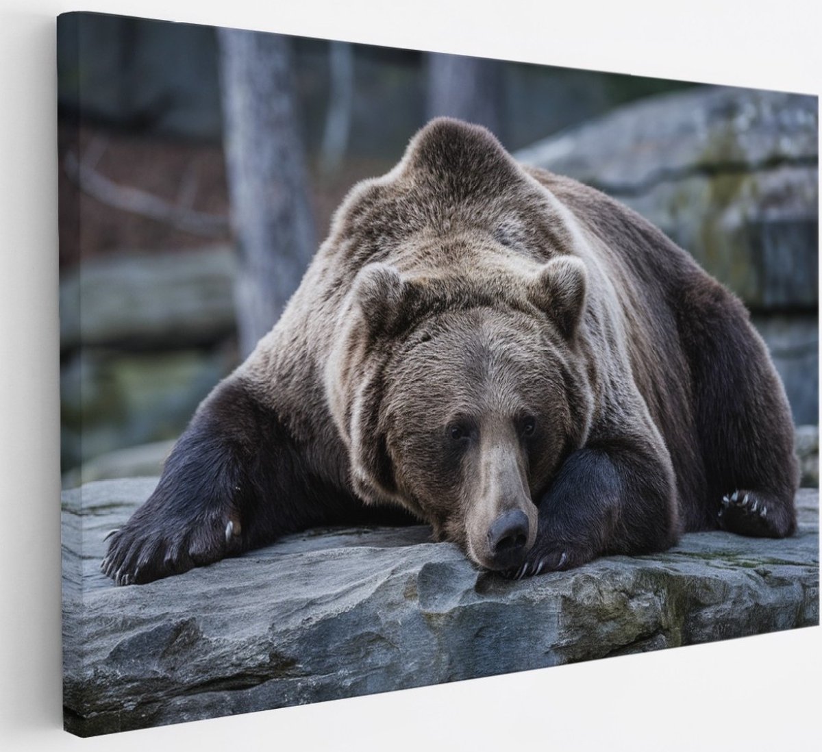 Saammp Canvas Schilderij - Slapende Bruine Beer - Natuur - Dieren - 30x20 - Foto op canvas - Wanddecoratie - Muurdecoratie Woonkamer - Slaapkamer decoratie - Canvas Print Multicolor