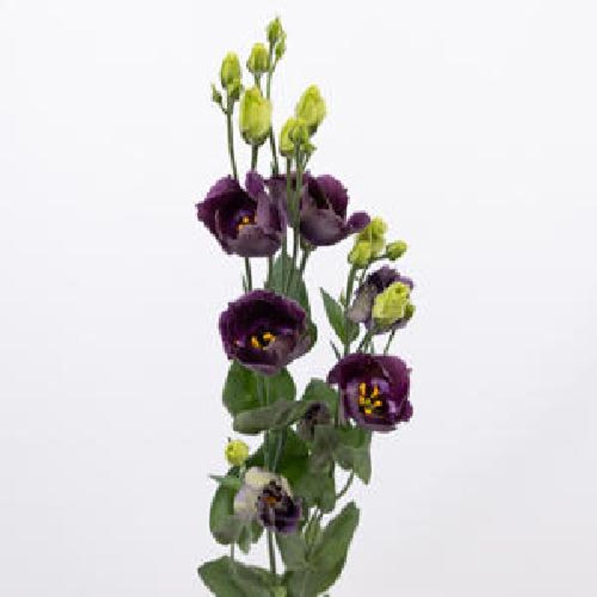 10x Eubohemian black violet 70cm