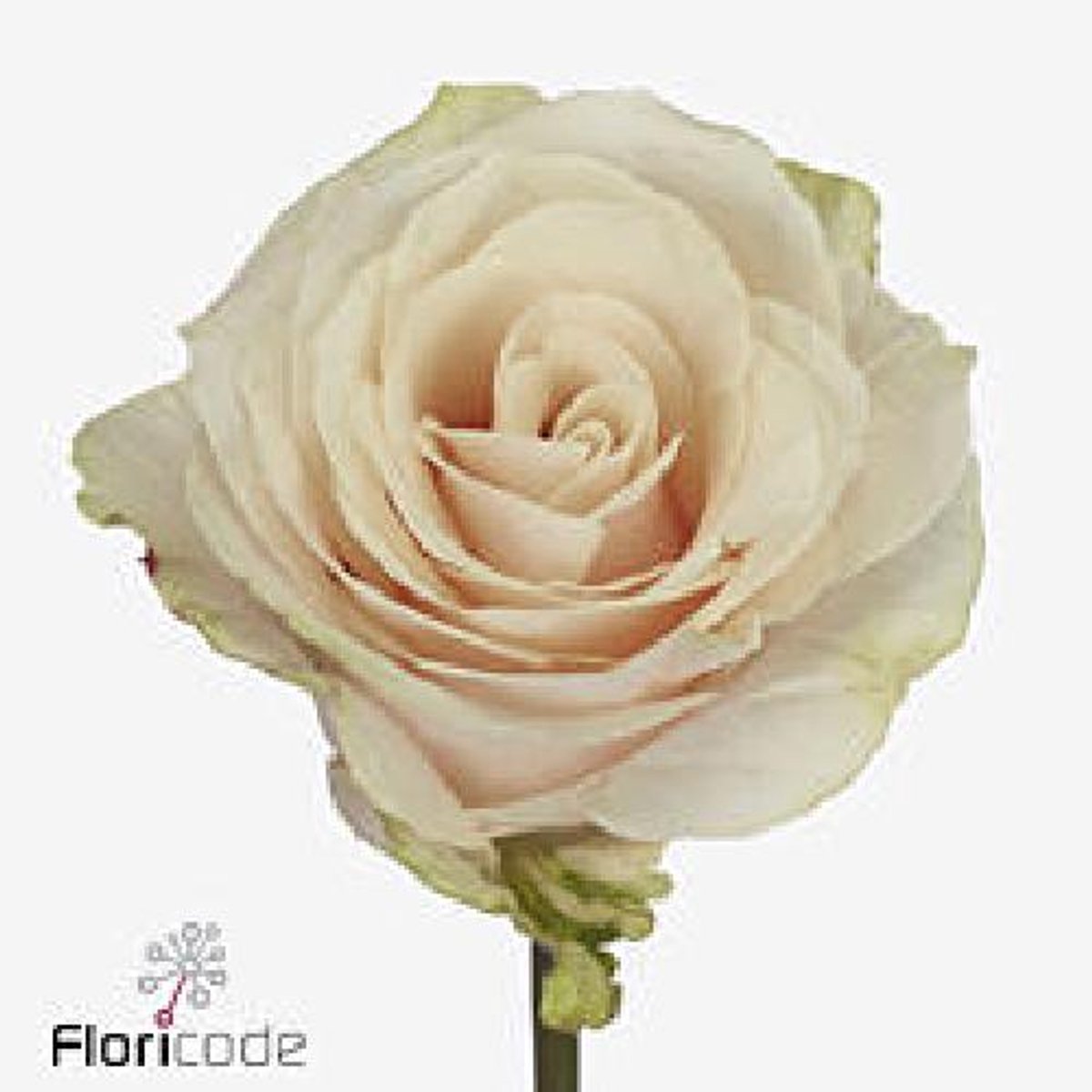 10x Rosa roxanne+ 50cm