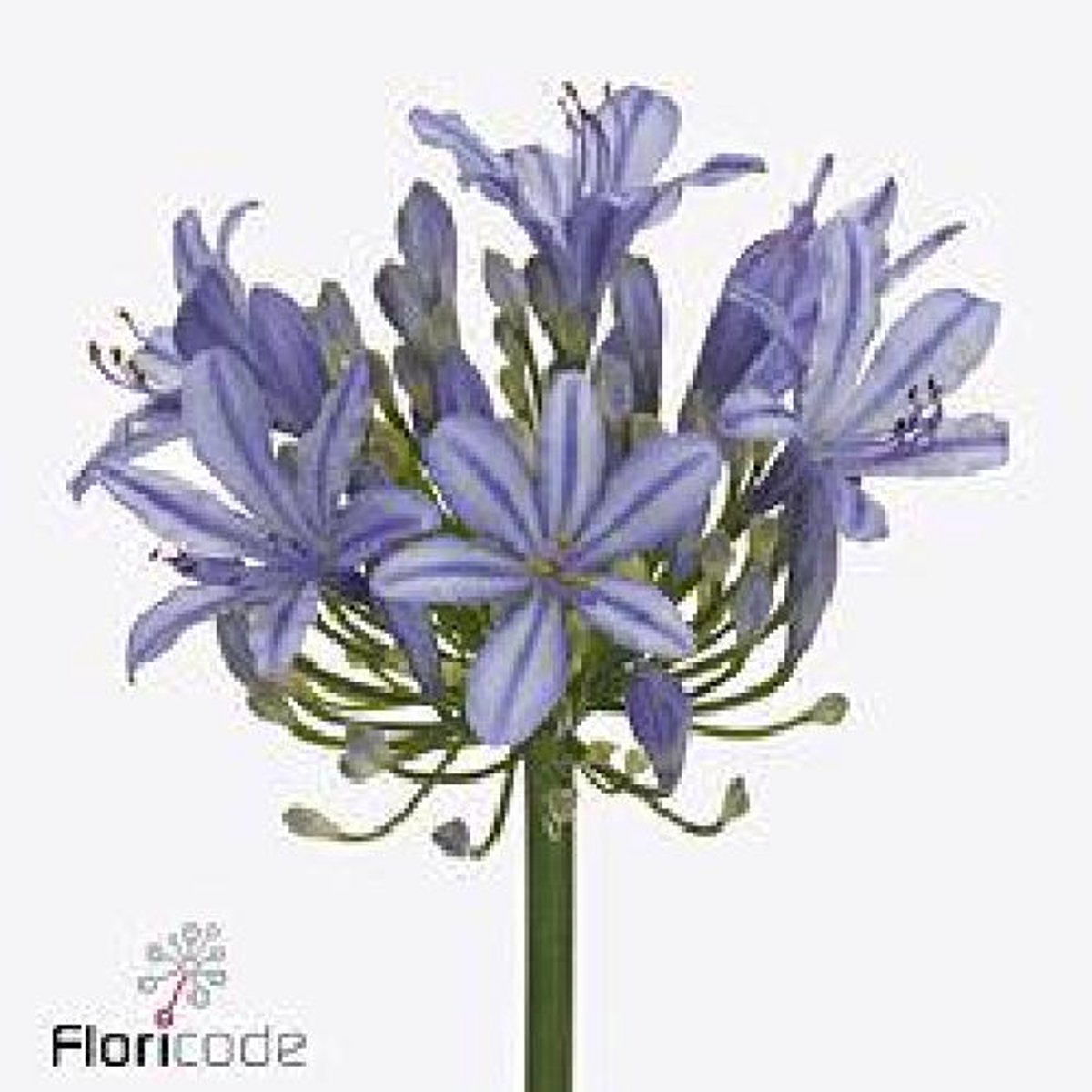 10x Agapanthus uri 70cm