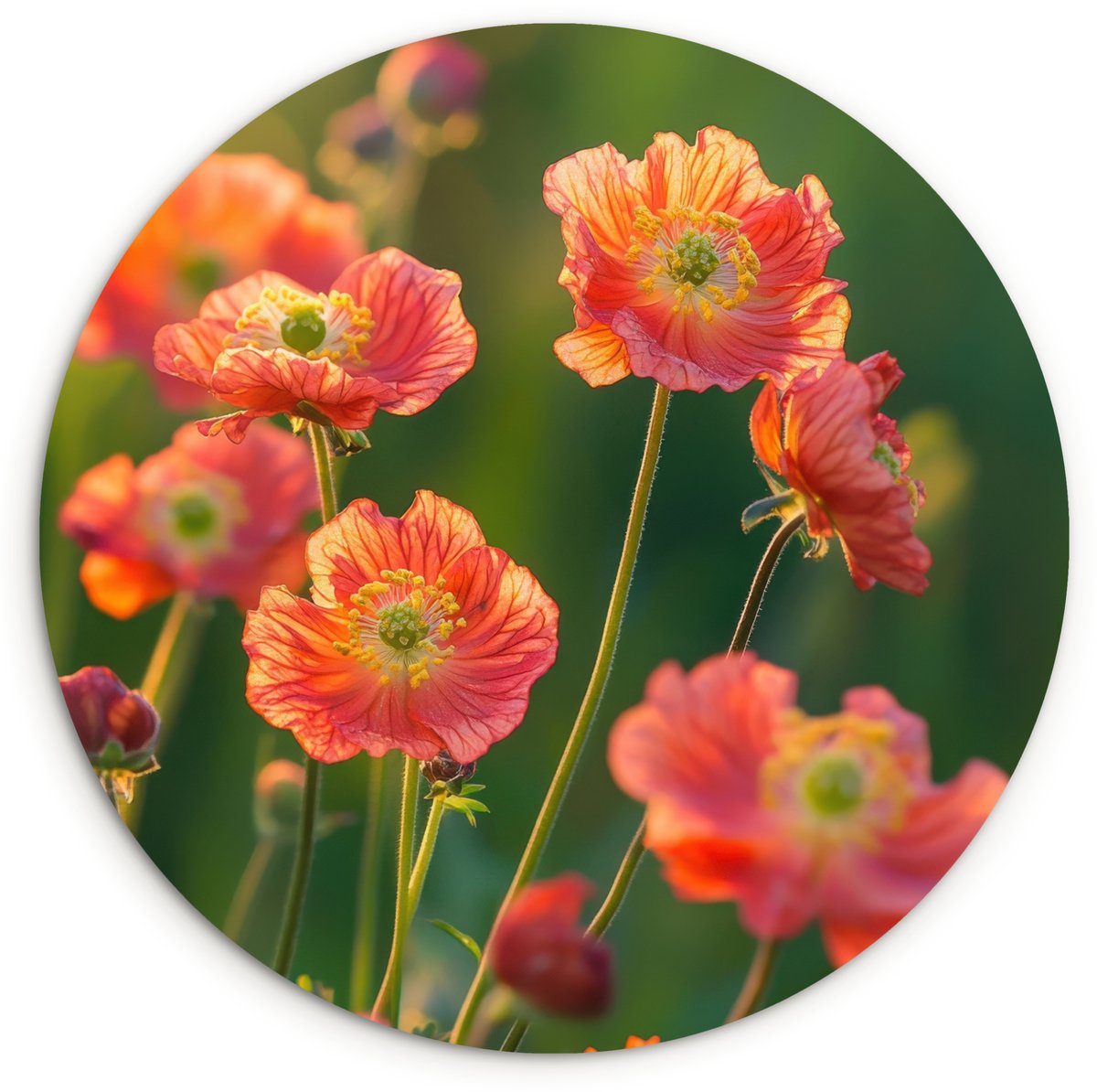 WallCircle Wandcirkel 150x150 cm - Muurcirkel Bloemenveld - Zonnestralen - Oranje - Muurdecoratie woonkamer - Wanddecoratie slaapkamer - Kamer decoratie accessoires - Ronde schilderijen