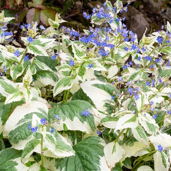Brunnera macrophylla 'Dawson's White' - Kaukasisch vergeet-mij-nietje ...