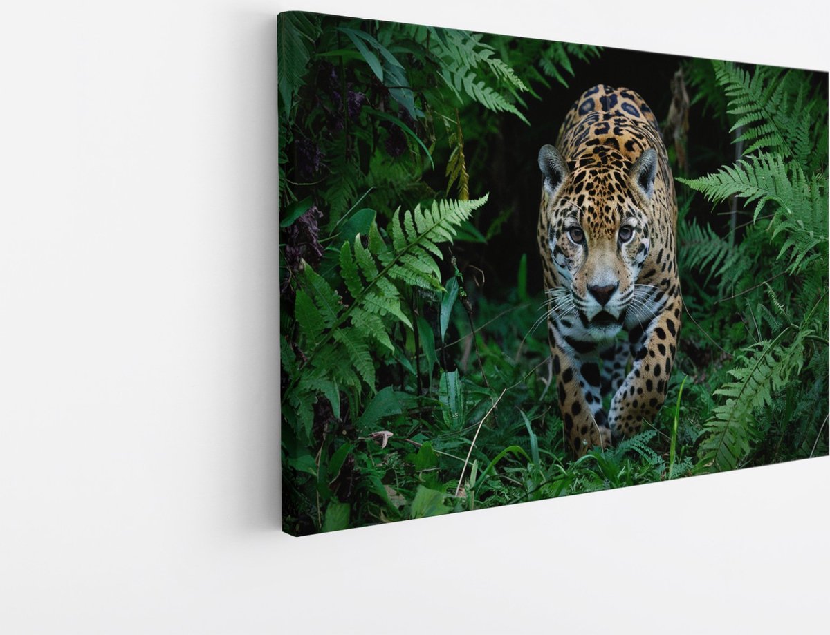 Saammp Canvas Schilderij - Jaguar in de natuur- Dieren - 50x40 - Foto op canvas - Wanddecoratie - Muurdecoratie Woonkamer - Slaapkamer decoratie - Canvas Print Multicolor