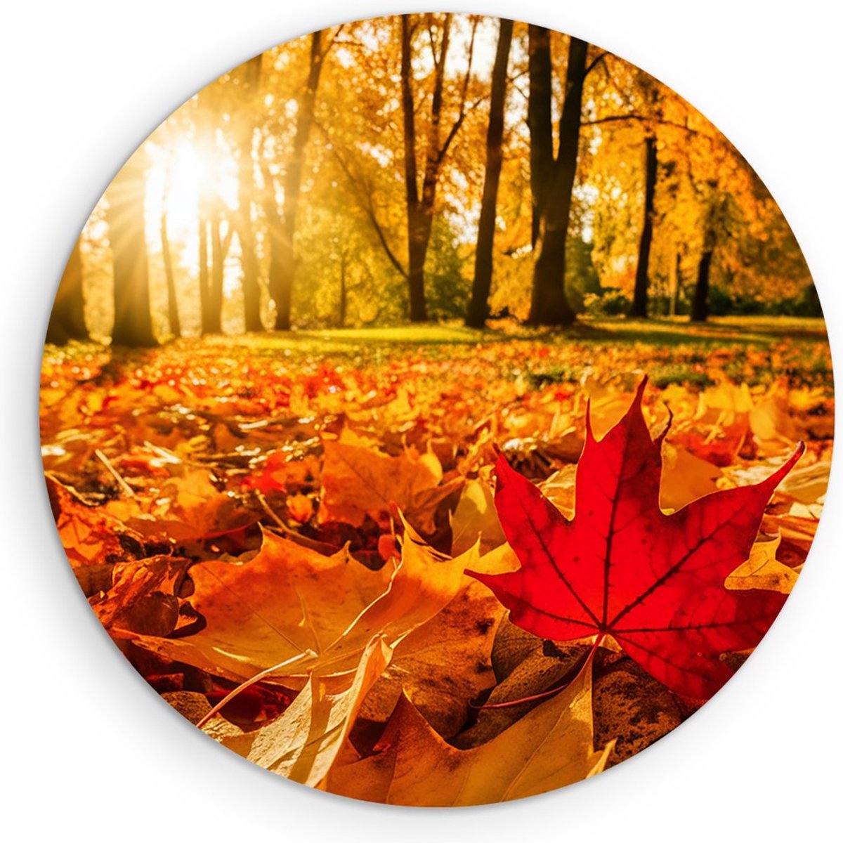 Saammp Forex Muurcirkel - Rood Herfst Blad - Natuur - Bloemen - Ø 90 - Wandcirkel - Wanddecoratie Cirkel - Muurdecoratie Woonkamer - Slaapkamer decoratie - Rond Schilderij