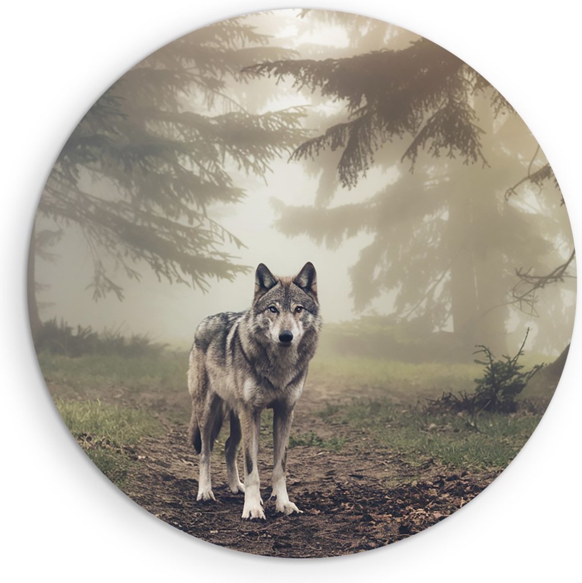 Saammp Forex Muurcirkel - Wolf in een bos met mist - Dieren - Natuur - Ø 30 - Wandcirkel - Wanddecoratie Cirkel - muurdecoratie Woonkamer - Slaapkamer decoratie - Rond Schilderij