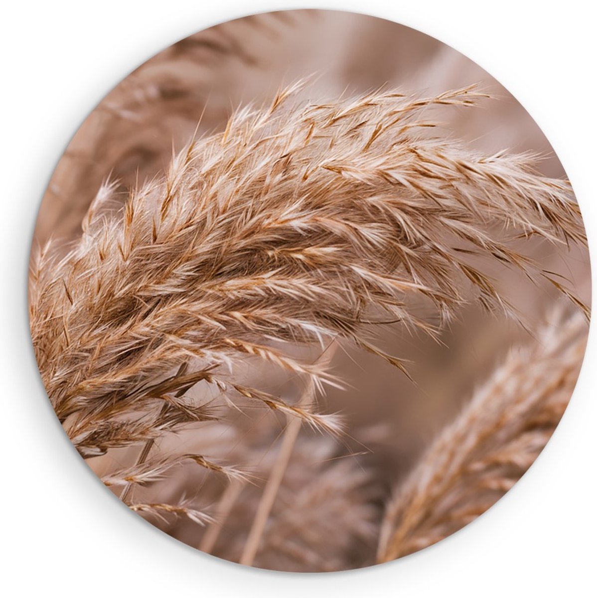 Saammp Muurcirkel Hout - Pampas - Natuur - Ø 70 - Wandcirkel - Wanddecoratie Cirkel - Muurdecoratie Woonkamer - Kantoor Decoratie