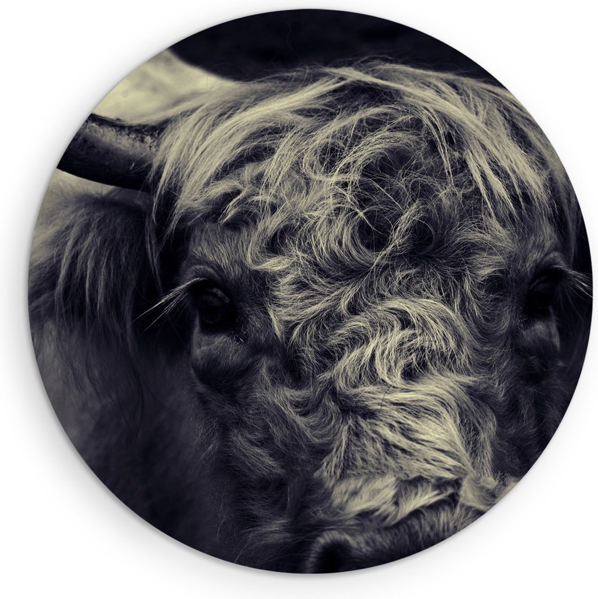 Saammp Muurcirkel Hout - Portret Schotse Hooglander Koe - Natuur - Dieren - Ø 70 - Wandcirkel - Wanddecoratie Cirkel - Muurdecoratie Woonkamer - Slaapkamer decoratie - Rond Schilderij