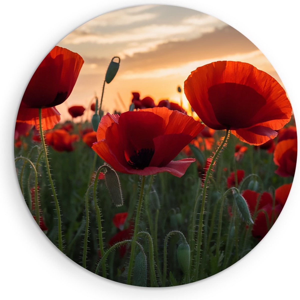 Saammp Muurcirkel Hout - Klaprozen - Natuur - Landschap - Ø 60 - Wandcirkel - Wanddecoratie Cirkel - Muurdecoratie Woonkamer - Slaapkamer decoratie - Rond Schilderij