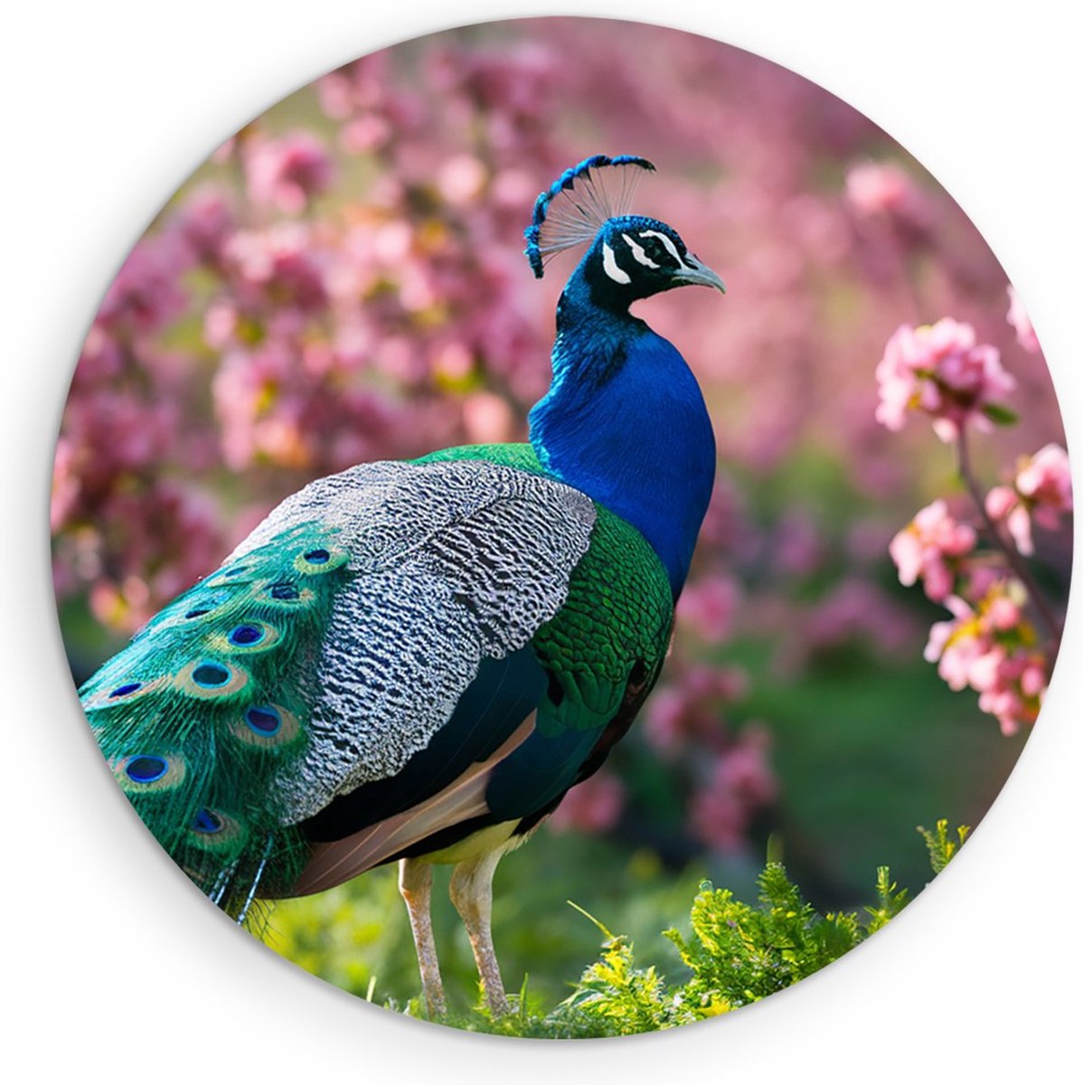 Saammp Forex Muurcirkel - Pauw bij roze bloemen - Dieren - Natuur - Ø 60 - Wandcirkel - Wanddecoratie Cirkel - muurdecoratie Woonkamer - Slaapkamer decoratie - Rond Schilderij