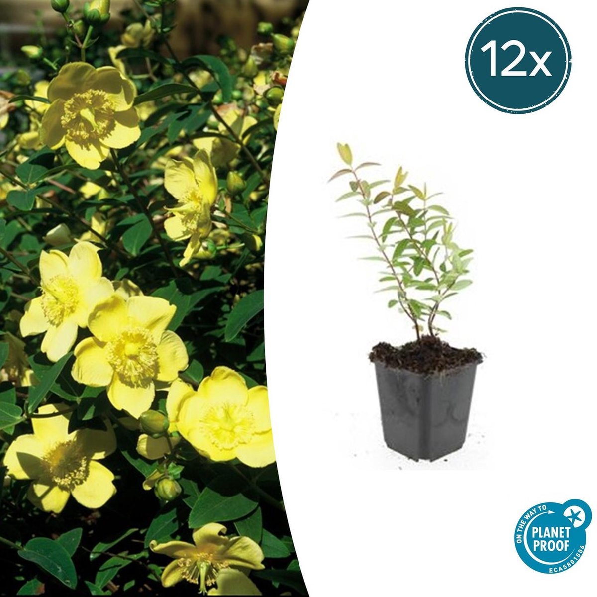 Tuinplantenshop.com | Hypericum 'Hidcote' | 12 stuks - Ø9cm - 10-25cm hoog - Tuinplant