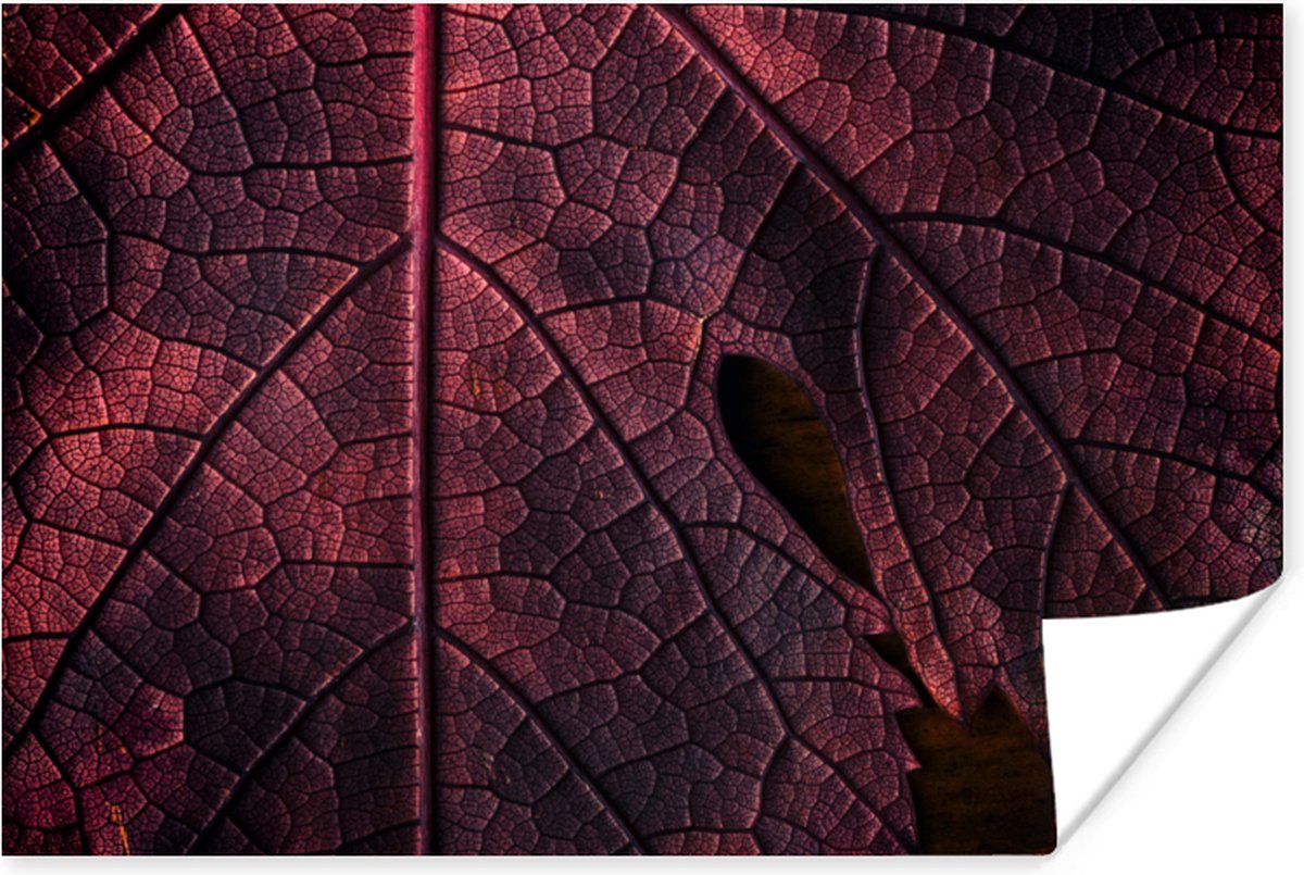 Poster Abstract - Rood - Bladeren - Plant - 60x40 cm