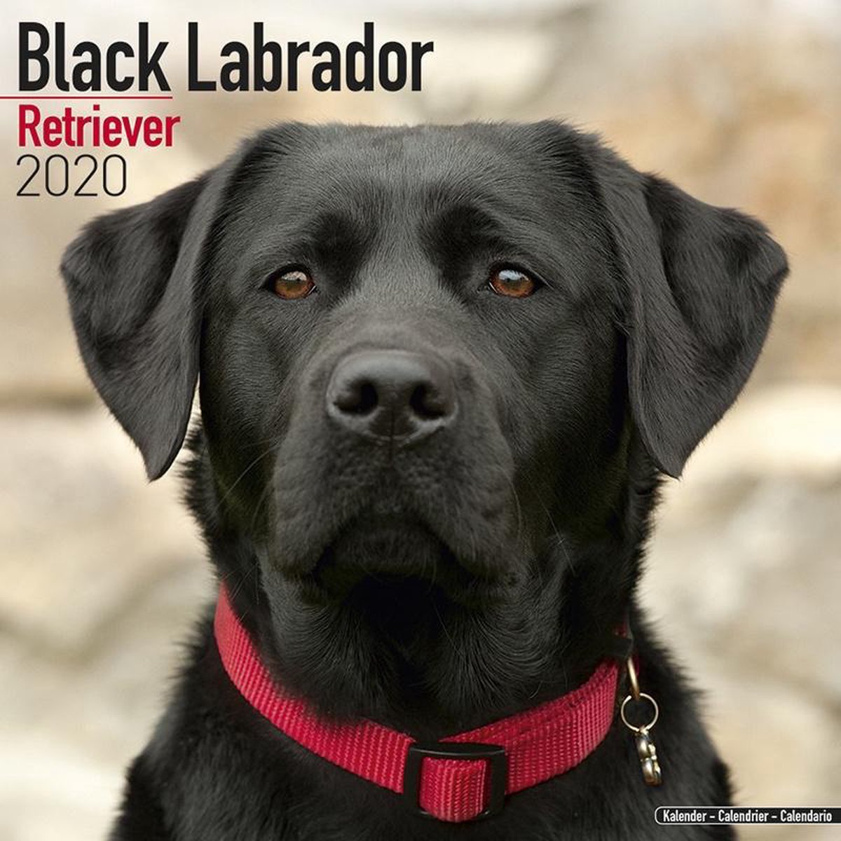 Labrador Retriever Zwart Kalender 2020