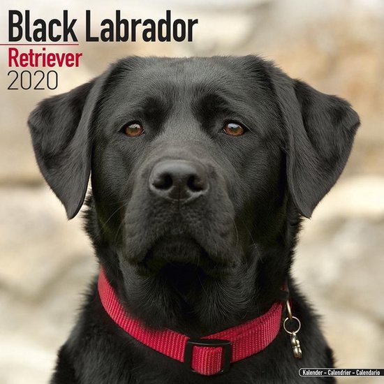 Labrador Retriever Zwart Kalender 2020 | bol.com