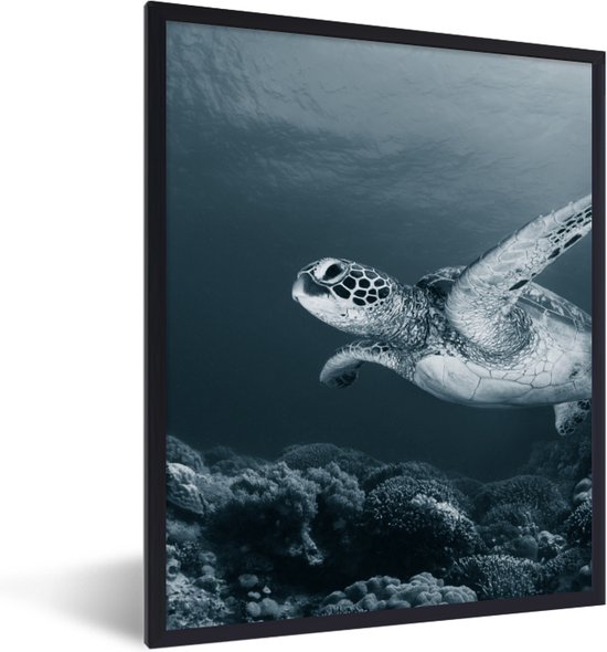 Posters zwart wit Schildpad Dieren Wilde dieren Koraal Kader