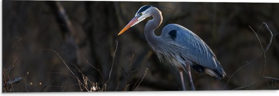 Dibond - Reiger tussen de Kale Takken en Herfstbladeren in het Bos - 90x30 cm Foto op Aluminium (Met Ophangsysteem)