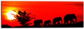 Dibond - Silhouet van Familie Olifanten Lopend over Afrikaans Landschap - 60x20 cm Foto op Aluminium (Met Ophangsysteem)