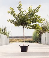 Grote Abrikozenboom | Prunus armeniaca 'Tros Oranje' | Halfstam | 280 - 330 cm | Stamomtrek 20-25 cm | 12 jaar