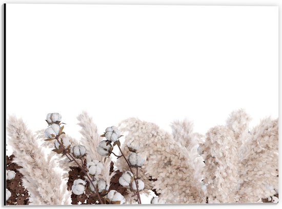 Dibond - Mix van Pampasgras Planten en Katoenplanten tegen Witte Achtergrond - 40x30 cm Foto op Aluminium (Met Ophangsysteem)