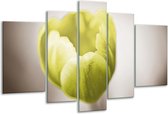 Glasschilderij Tulp - Groen, Bruin, Wit - 170x100cm 5Luik - Foto Op Glas - Geen Acrylglas Schilderij - 6000+ Glasschilderijen Collectie - Wanddecoratie