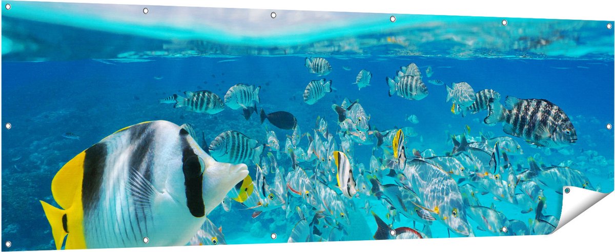 Gards Tuinposter Zwerm Gele Vissen in het Water - 210x70 cm - Tuindoek - Tuindecoratie - Wanddecoratie buiten - Tuinschilderij Multikleur