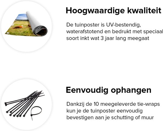 Gars Affiche jardin Poules dans l'herbe - 100x150 cm - Toile jardin - Décoration de jardin - Décoration murale extérieur - Tableau jardin