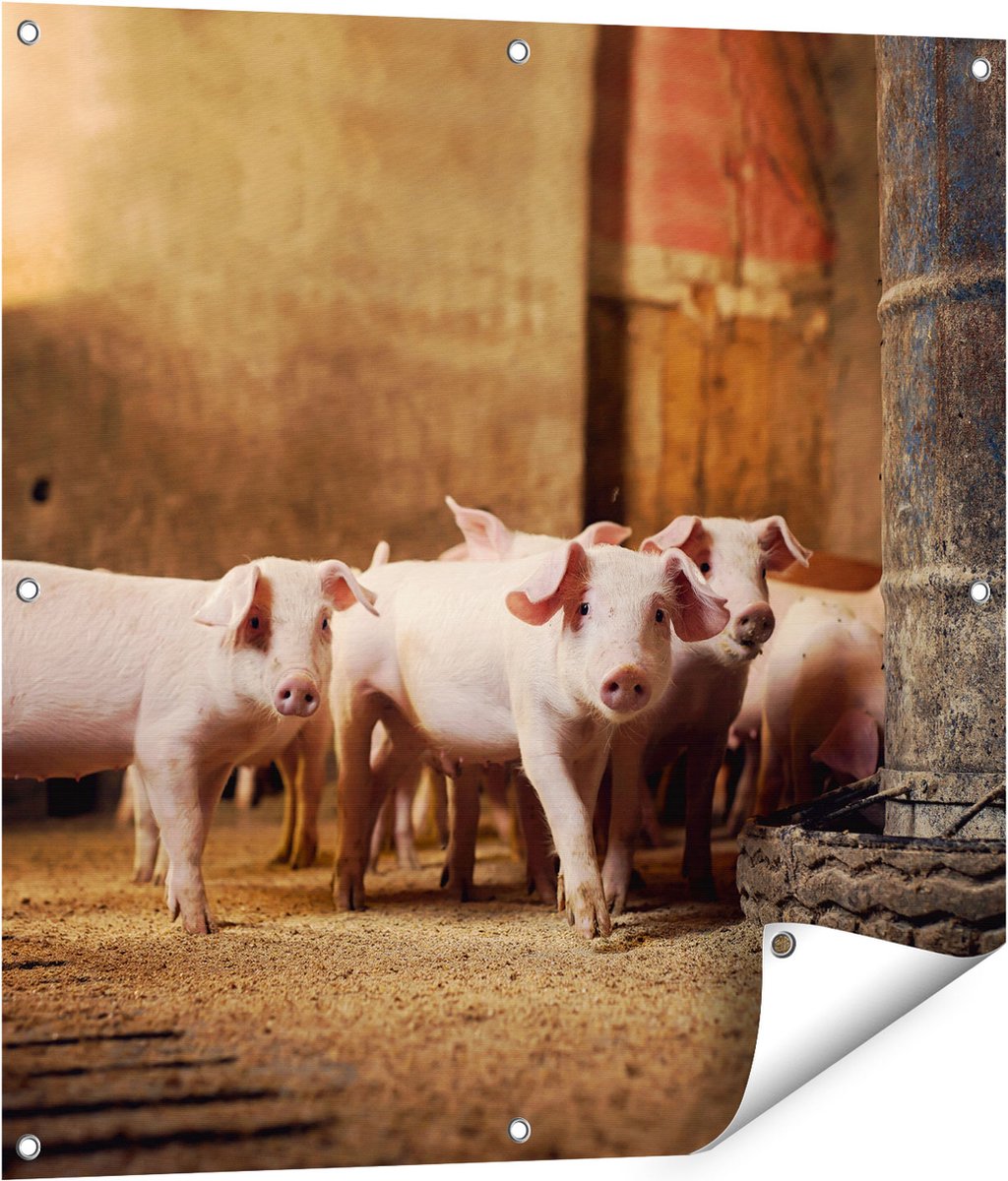 Gards Tuinposter Varkens op een Boerderij Stal - 80x80 cm - Tuindoek - Tuindecoratie - Wanddecoratie buiten - Tuinschilderij Multikleur