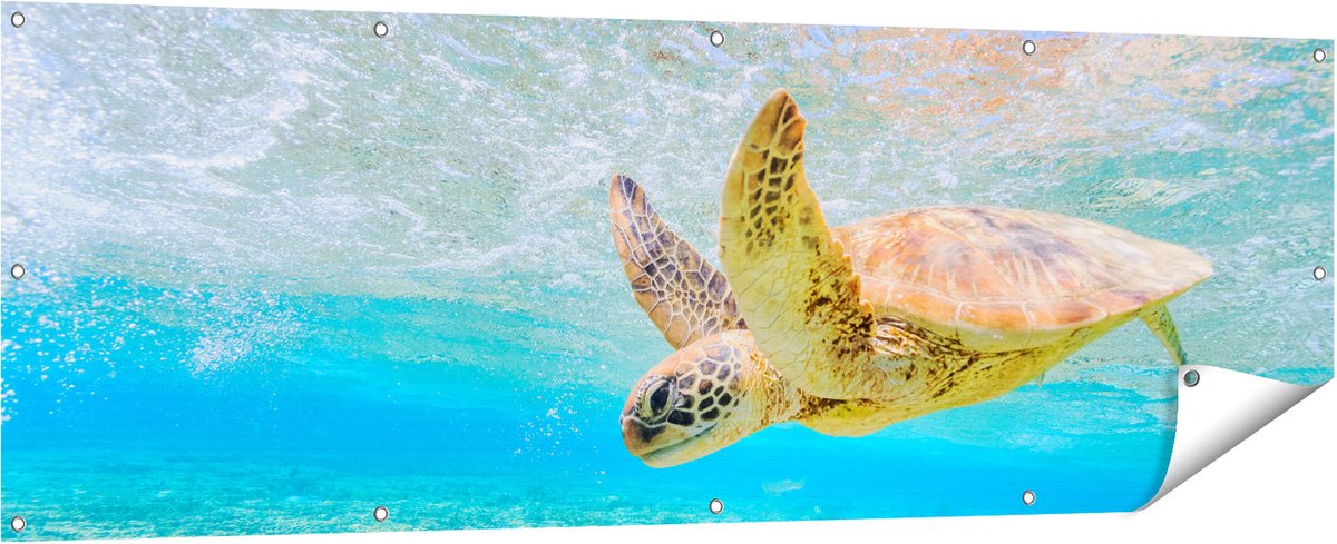 Gards Tuinposter Schildpad Zwemt in de Zee bij het Rif - 180x60 cm - Tuindoek - Tuindecoratie - Wanddecoratie buiten - Tuinschilderij Multikleur