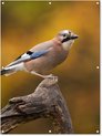 Affiche de jardin Vogels - CM 3:4 3-1