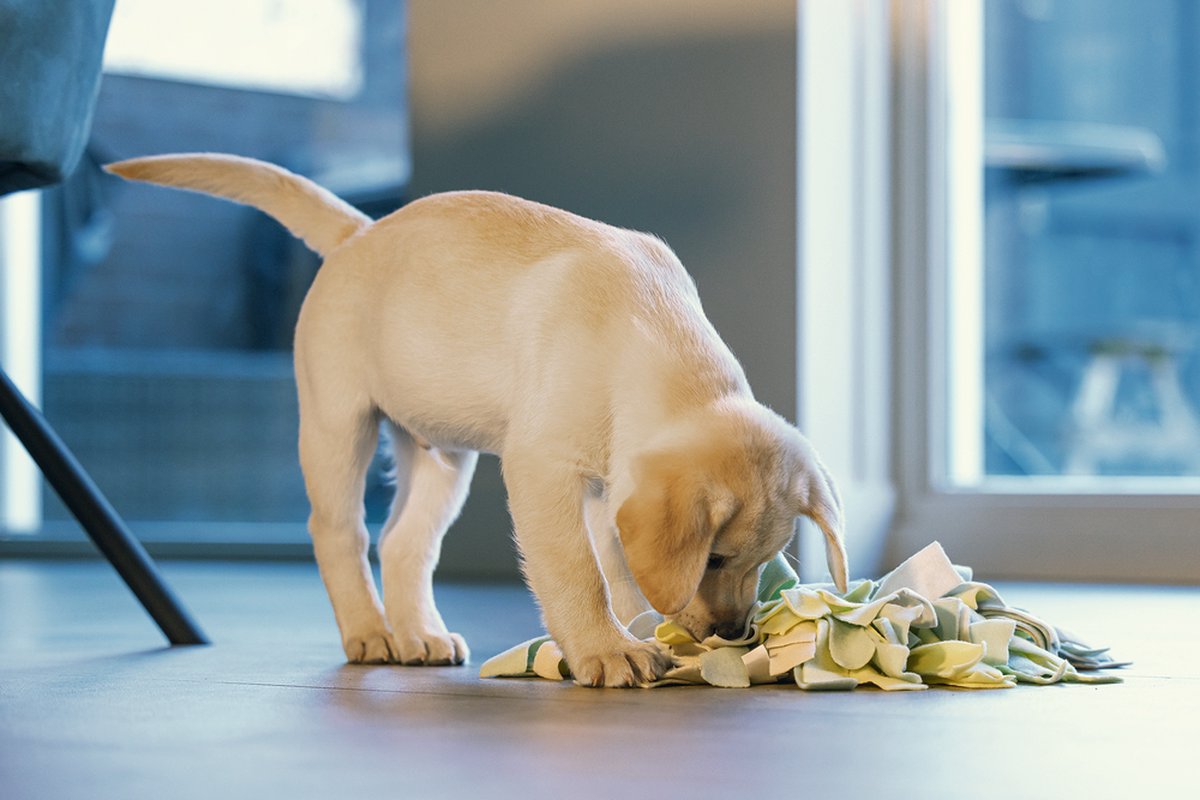 Beeztees Puppy Sniffy Snuffelmat - Puppy Speelgoed thumbnail 5