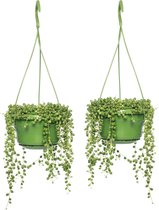 Plant in a Box - Senecio Rowleyanus 'String of Pearls' - Set van 2 - Erwtenplant - Hangplant - Kamerplant - Pot 12 - Hoogte 10-20cm