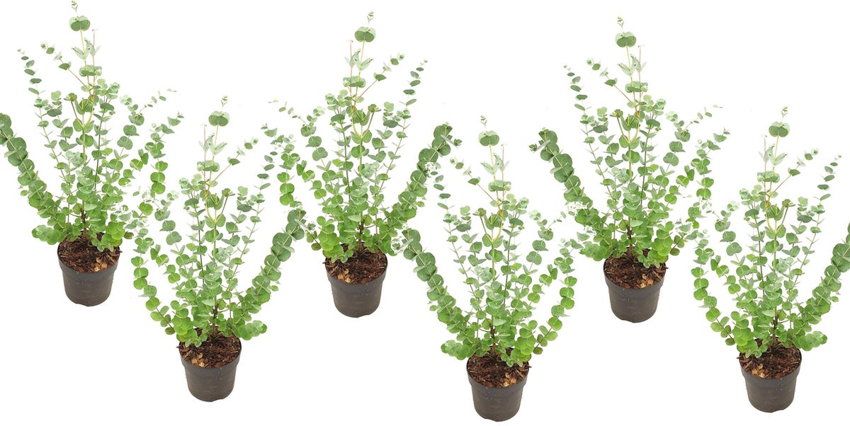 Plant in a Box - Eucalyptus Pulverulenta 'Baby Blue' - Set van 6 - Pot 12cm - Hoogte 25-40cm