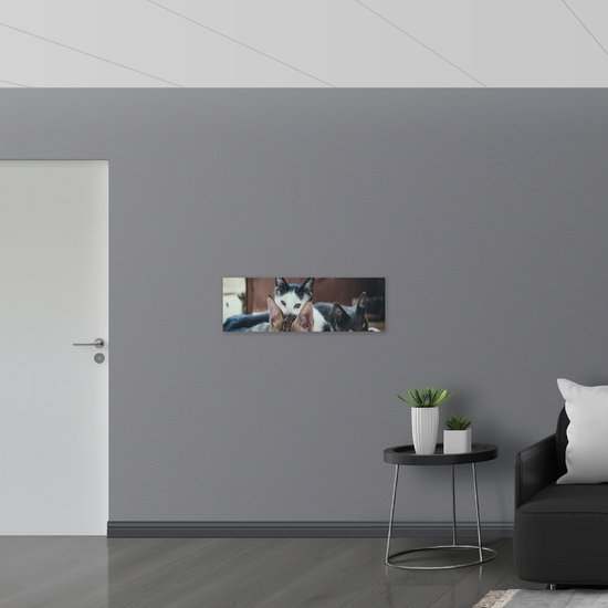 Dibond - Verschillende Rassen Katten op Stenen Vloer - 90x30 cm Foto op Aluminium (Wanddecoratie van metaal)