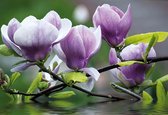 Fotobehang Flowers Magnolia Water | PANORAMIC - 250cm x 104cm | 130g/m2 Vlies