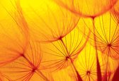 Fotobehang Flower Dandelion | DEUR - 211cm x 90cm | 130g/m2 Vlies