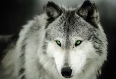 Fotobehang Wolf Animal | XXL - 312cm x 219cm | 130g/m2 Vlies