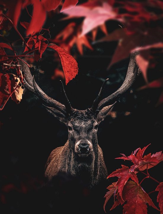 Red Forest Deer