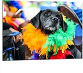 Dibond - Omkijkende Zwarte Hond met Meerkleurige Boa - 100x75 cm Foto op Aluminium (Met Ophangsysteem)