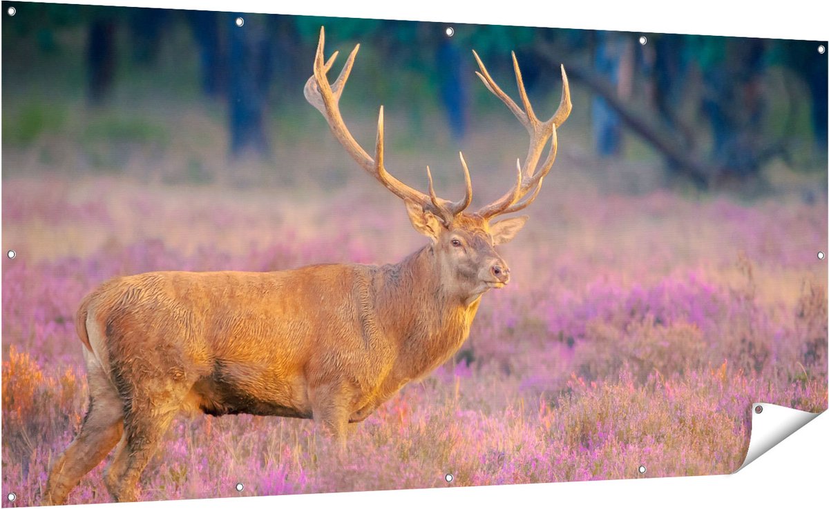 Gards Tuinposter Hert in de Weide tijdens Zonsondergang - 200x100 cm - Tuindoek - Tuindecoratie - Wanddecoratie buiten - Tuinschilderij Multikleur