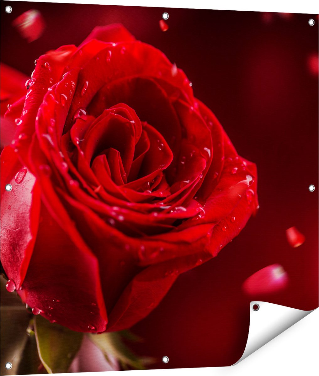 Gards Tuinposter Romantische Rode Roos - 90x90 cm - Tuindoek - Tuindecoratie - Wanddecoratie buiten - Tuinschilderij Multikleur